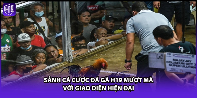 Sảnh cá cược đá gà H19 mượt mà với giao diện hiện đại